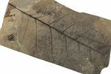 Fossil Leaf (Fagus) - McAbee, BC #226122-1